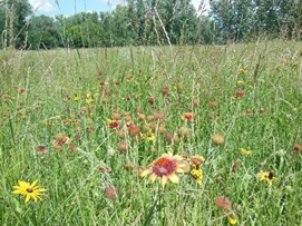 Prairie grass and flowers snapped at Cross Ranch State Park in N.D. 