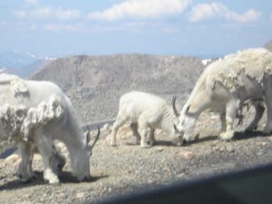 Goats, Mt. Evans (2)
